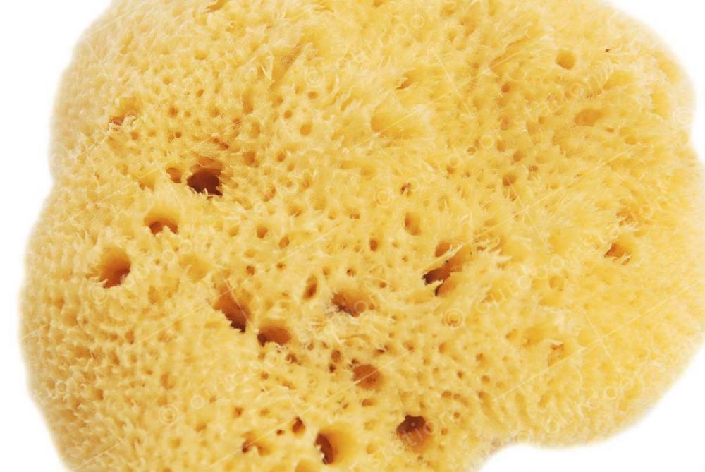 Naravna jadranska spužva za tuširanje 9-10cm